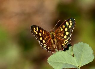 Karanl�k Orman Esmeri&nbsp;(Pararge&nbsp;aegeria)