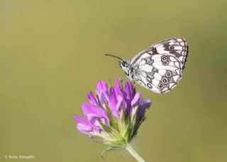 Orman Melikesi (Melanargia galathea)