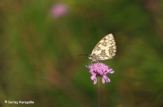 Orman Melikesi (Melanargia galathea)