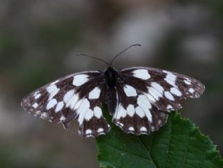 Orman Melikesi (Melanargia galathea)