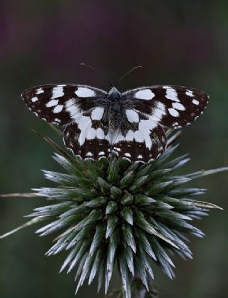 Orman Melikesi (Melanargia galathea)