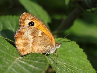 Pironiya (Pyronia tithonus)