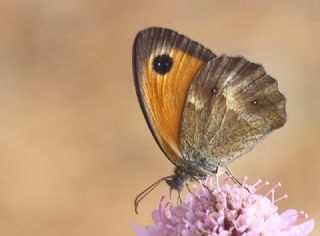Pironiya (Pyronia tithonus)