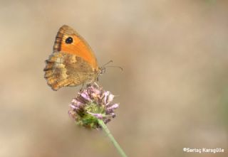 Pironiya (Pyronia tithonus)
