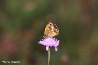 Pironiya (Pyronia tithonus)