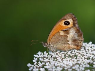 Pironiya (Pyronia tithonus)