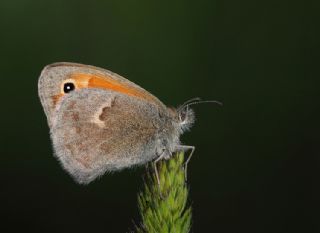 Kk Zpzp Perisi (Coenonympha pamphilus)