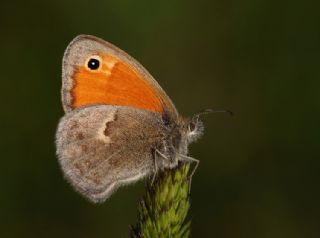 Kk Zpzp Perisi (Coenonympha pamphilus)