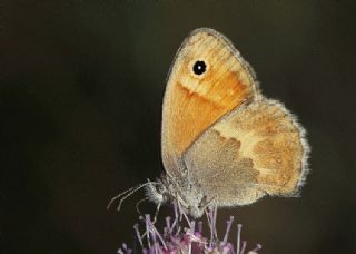 Kk Zpzp Perisi (Coenonympha pamphilus)