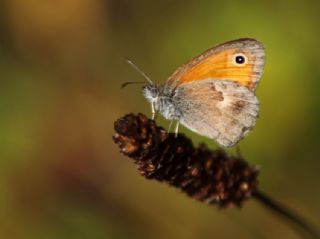 Kk Zpzp Perisi (Coenonympha pamphilus)