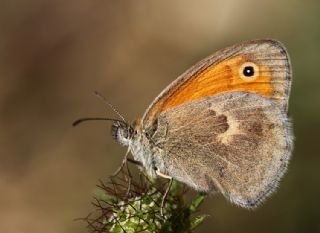 Kk Zpzp Perisi (Coenonympha pamphilus)