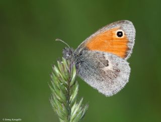 Kk Zpzp Perisi (Coenonympha pamphilus)