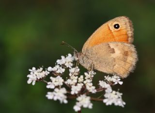 Kk Zpzp Perisi (Coenonympha pamphilus)