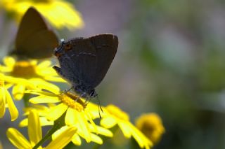 Minik Sevbeni (Satyrium acaciae)