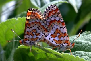 Gzel Nazuum (Euphydryas orientalis)