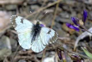 Step Ssls (Anthocharis gruneri)