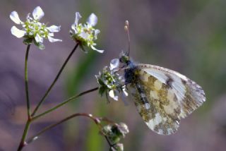 Step Ssls (Anthocharis gruneri)