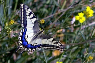 Krlangkuyruk (Papilio machaon)