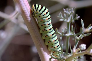 Krlangkuyruk (Papilio machaon)