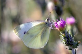 Byk Beyazmelek  (Pieris brassicae)