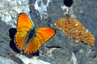 Alev Ategzeli (Lycaena kefersteinii)