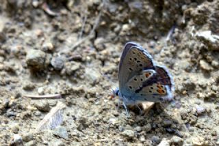 Doulu Esmergz (Plebejus carmon)