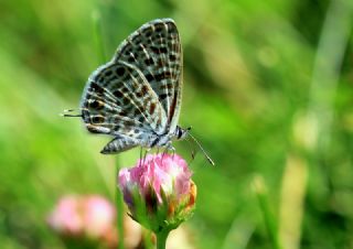Mavi Zebra (Leptotes pirithous)