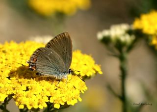 Minik Sevbeni (Satyrium acaciae)