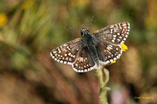 Sar Bandl Zpzp (Pyrgus sidae)