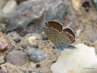 Mcevher Kelebei (Chilades trochylus)