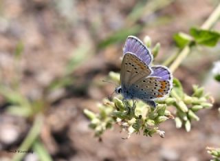 Anadolu Esmergz (Plebejus modicus)