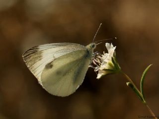 Kk Beyazmelek (Pieris rapae)