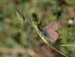 Byk Sevbeni (Satyrium ilicis)