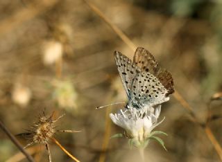 sli Bakr Gzeli (Lycaena tityrus)