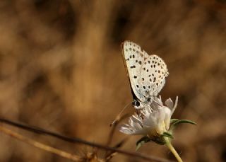 sli Bakr Gzeli (Lycaena tityrus)