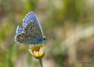 okgzl Gk Mavisi (Polyommatus bellargus)