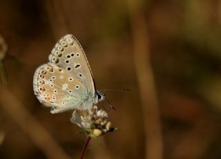 okgzl Gk Mavisi (Polyommatus bellargus)