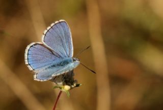 okgzl Gk Mavisi (Polyommatus bellargus)