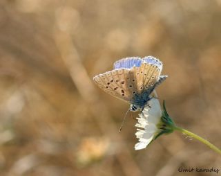 okgzl Mavi (Polyommatus icarus)