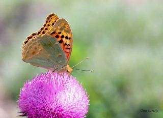 Bahadr (Argynnis pandora)