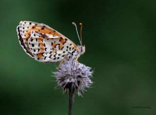 Benekli parhan (Melitaea didyma)