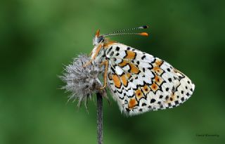 parhan (Melitaea cinxia)