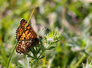 Amannisa (Melitaea athalia)