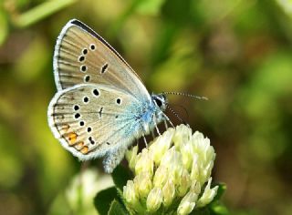 okgzl Gzel Mavi (Polyommatus bellis)