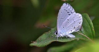 Kutsal Mavi (Celastrina argiolus)