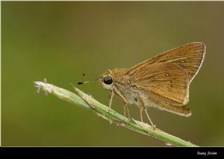 Byk Korubeni (Phengaris arion)