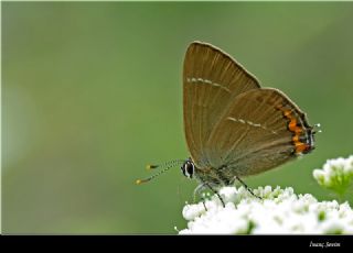 Karaaa Sevbenisi (Satyrium w-album)