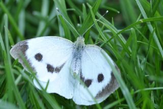 Yalanc Beyazmelek (Pieris pseudorapae)