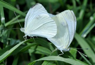 Yalanc Beyazmelek (Pieris pseudorapae)