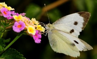 Byk Beyazmelek  (Pieris brassicae)